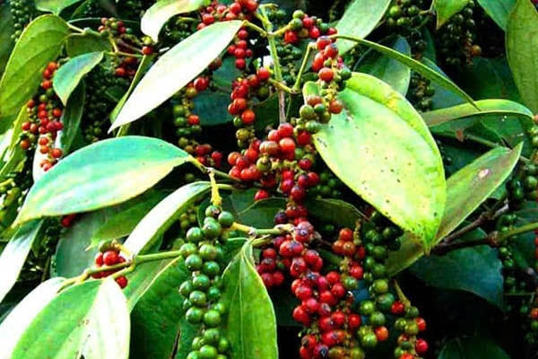Xuất khẩu hồ tiêu Việt Nam – vị thế, thị trường và bài toán chất lượng
